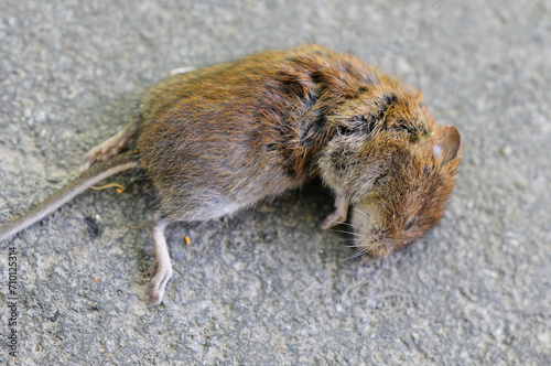 A dead Field vole (Microtus agrestis) on ground