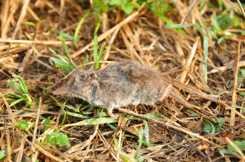 A dead shrew  Sorex araneus  on grass