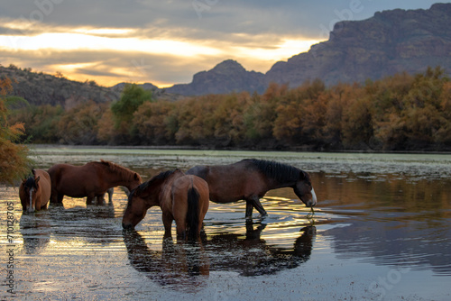 Liver chestnut stallion with his small band of wild horses grazing on underwater grass at sunset in the Salt River near Mesa Arizona United States