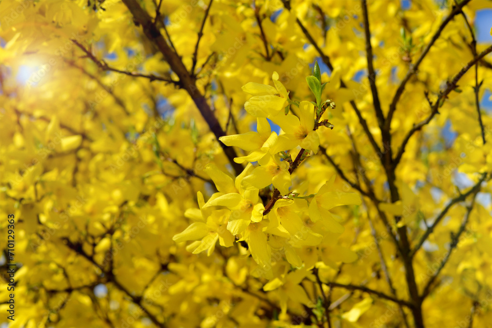 bright yellow forsythia flowers in sunlight closeup