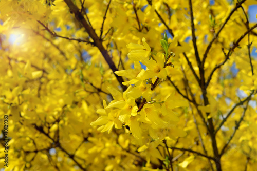 bright yellow forsythia flowers in sunlight closeup