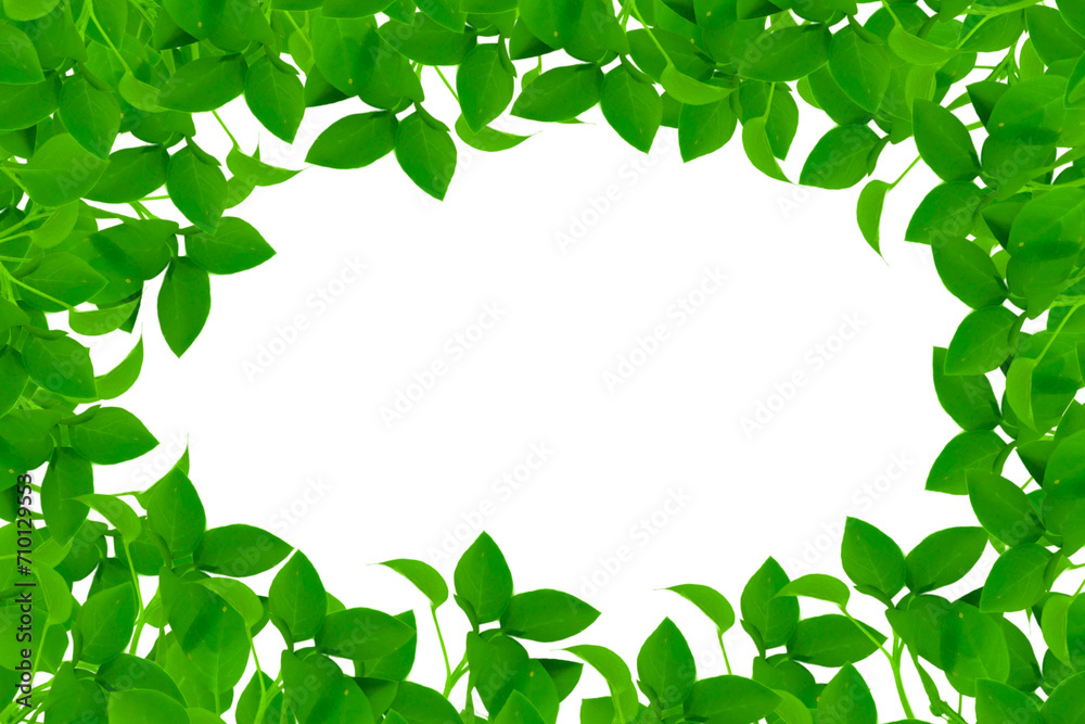 Green fresh leaves border frame with space for copy. Summer leaf on transparent or white background