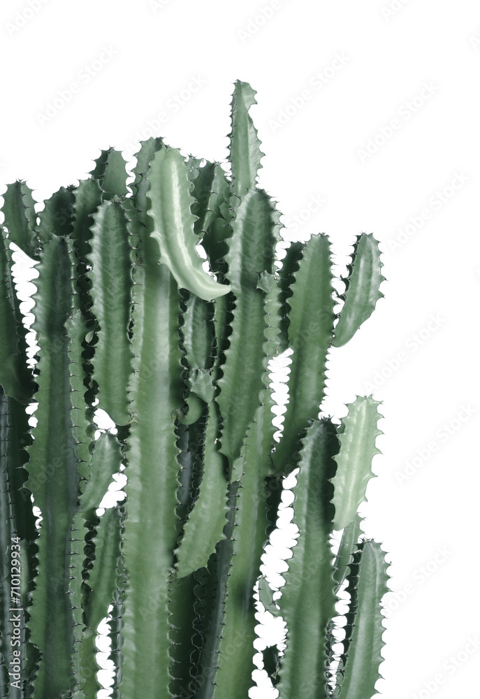 Beautiful cactus on white background. Color toned Beautiful cactus on white background. Color toned