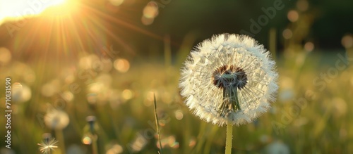 dandelion  resembling a wild flower