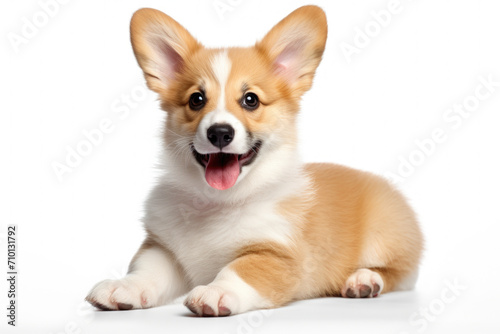 Small brown and white dog resting on ground. Suitable for various uses.