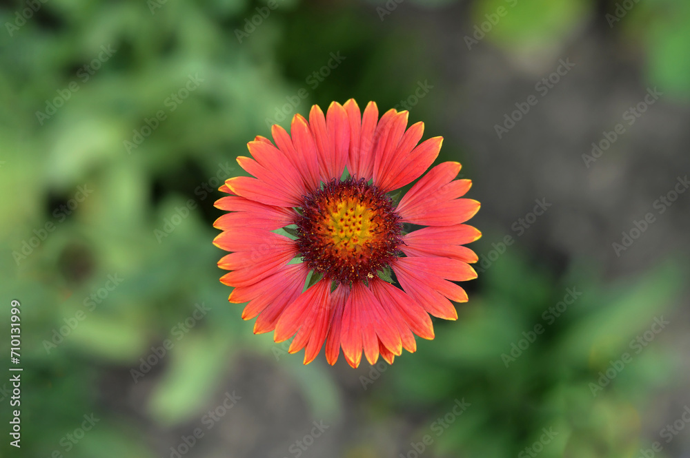 Gaillardia burgundy flower, macro image, top view Gaillardia burgundy flower, macro image, top view