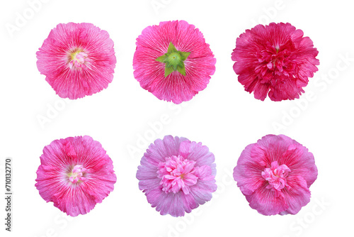 Hollyhock flower collection isolated on white background photo