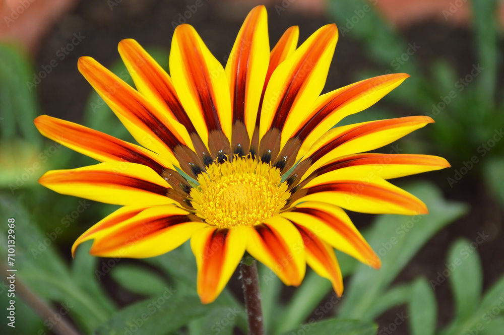 Gazania flower in summer garden, close up Gazania flower in summer garden, close up