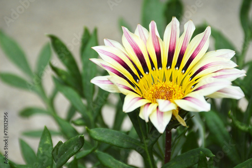 Gazania flower in summer garden  Treasure flower  African daisy 