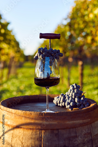 A glass of red wine on a barrel with blue grapes in the vineyard
