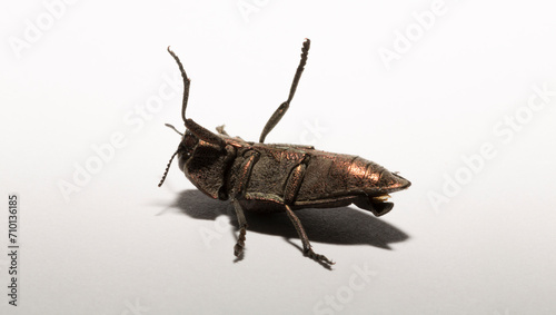 Obraz na plátne Perotis lugubris is a genus of beetles in the family Buprestidae