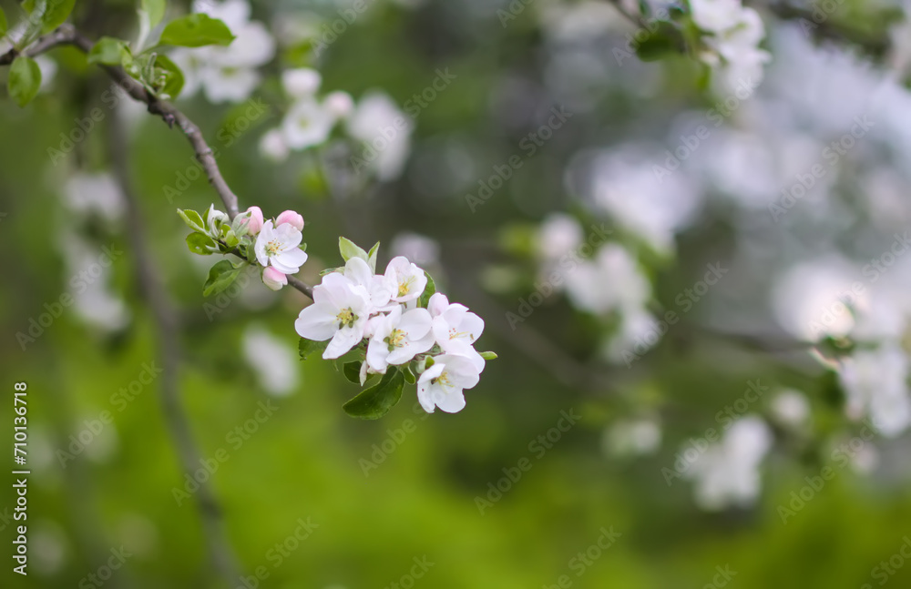 Apple tree blossoms in spring day. Delicate flowers. Apple tree blossoms in spring day. Delicate flowers.