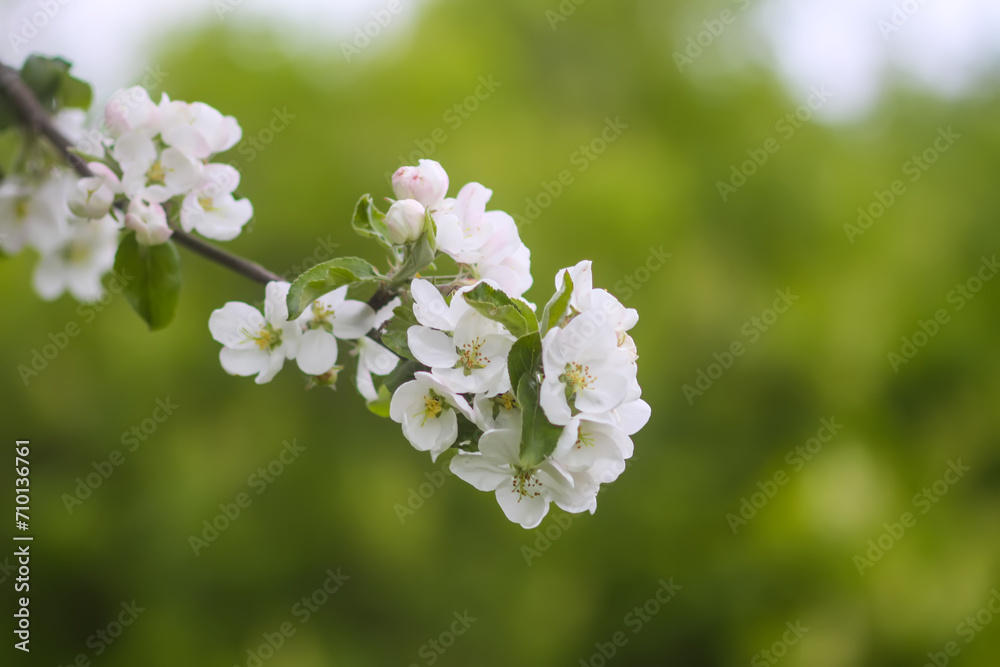 Apple tree in full bloom at spring. Apple tree in full bloom at spring.