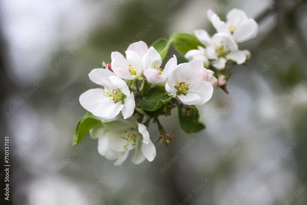 Apple tree blossoms in spring day. Delicate flowers.