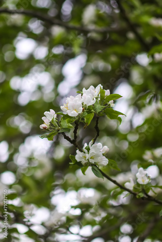 Apple tree blossoms in spring day. Delicate flowers. © pictures_for_you