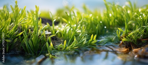 Edible plants known as Salicornia found in salty habitats  also called glasswort  pickleweed  samphire  mouse tits  sea beans  or sea asparagus.