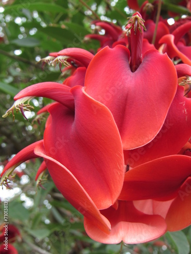 Racimo de flores rojas de Ceibo Erythrina crista galli photo