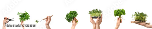 Collage of hands holding green herbs and microgreens on white background