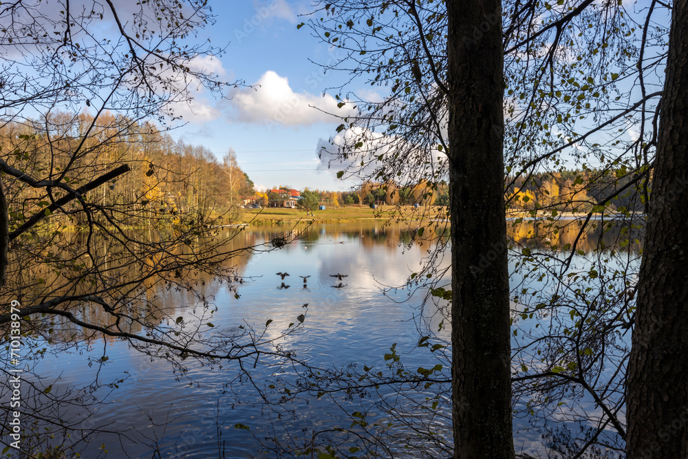 Autumn landscape with ducks landing on a pond.