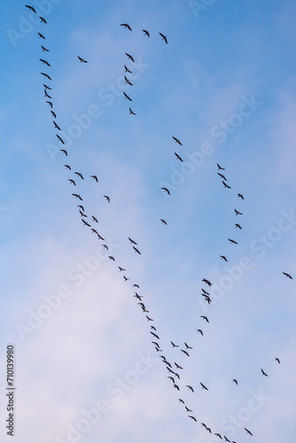 A flock of geese flies in the blue sky