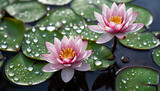 Beautiful lotus flower blossoms in tranquil pond generated by AI
