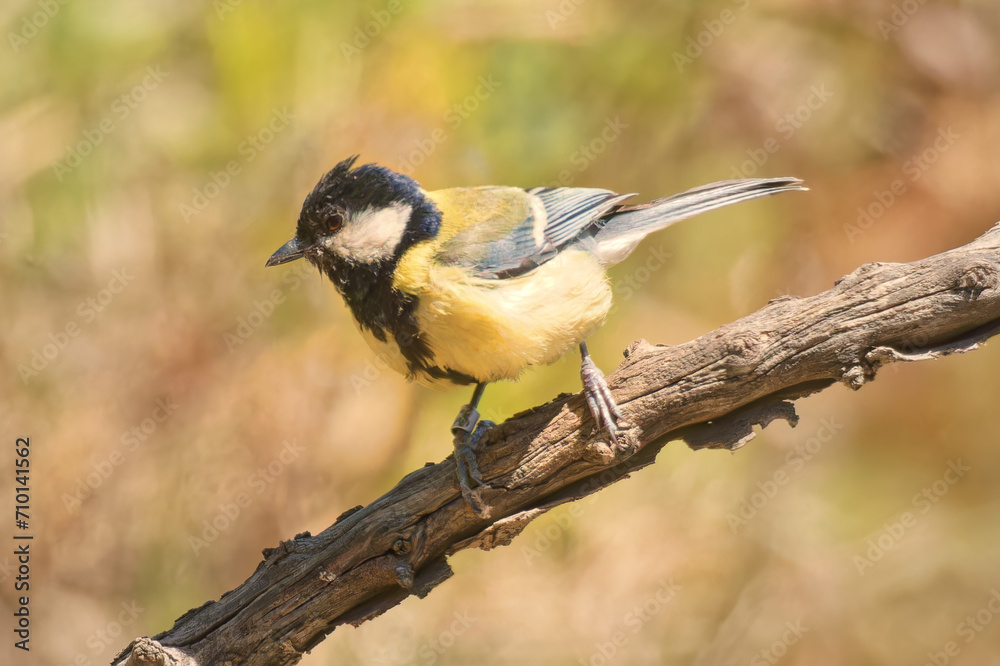 Fototapeta premium Great tit, Parus major, single bird on berries, Warwickshire, December 2020