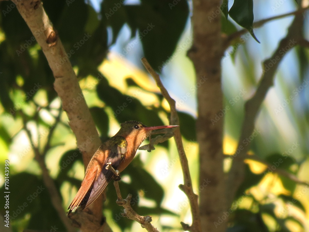 Colibri- Hummingbird