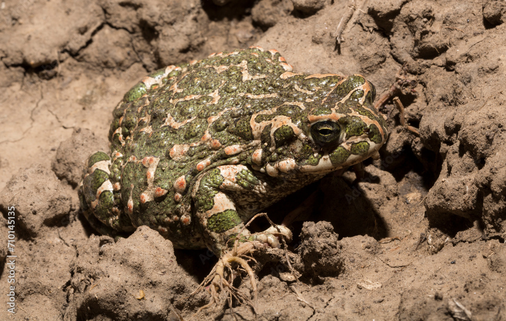 Obraz premium European green toad. Bufotes viridis. An amphibian sits on the ground.