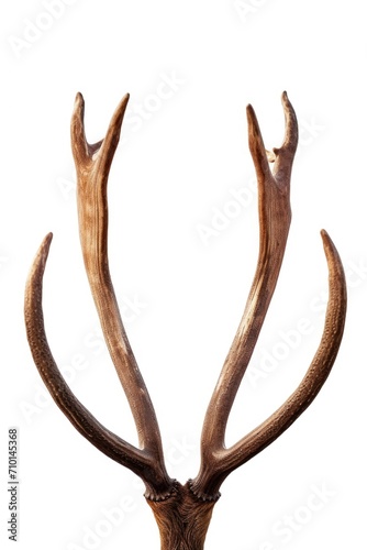 Close-up shot of a deer's antlers on a plain white background. Versatile image that can be used for various purposes