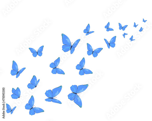 butterflies isolated on white
