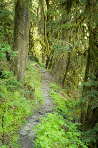 A lush Oregon forest