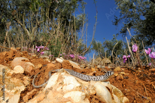 juvenile European glass lizard, Sheltopusik // Scheltopusik im Jugendkleid (Pseudopus apodus) - Peloponnese, Greece photo