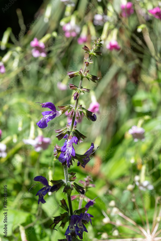 Close up of salvia cyanescens flowers in bloom Close up of salvia cyanescens flowers in bloom