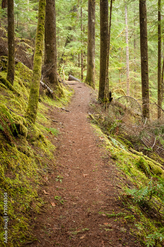 Mckenzie River Trail, oregon © MichaelT