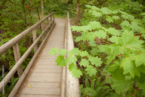 Footbridge over Amazon Creek, Eugene, OR