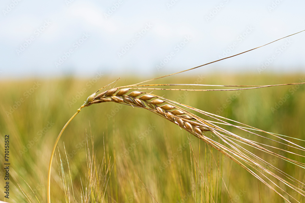 spikelet of wheat millet of golden and yellow color lit by the rays of the summer sun on a blurred background. soft selective focus. harvest concept. Place for text. High quality photo. 