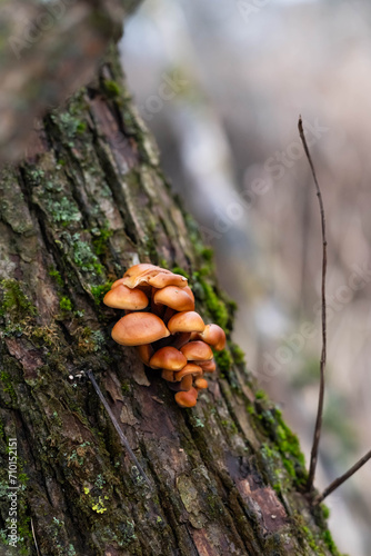 Blurred image of a tree trunk with mushrooms in cold weather.
