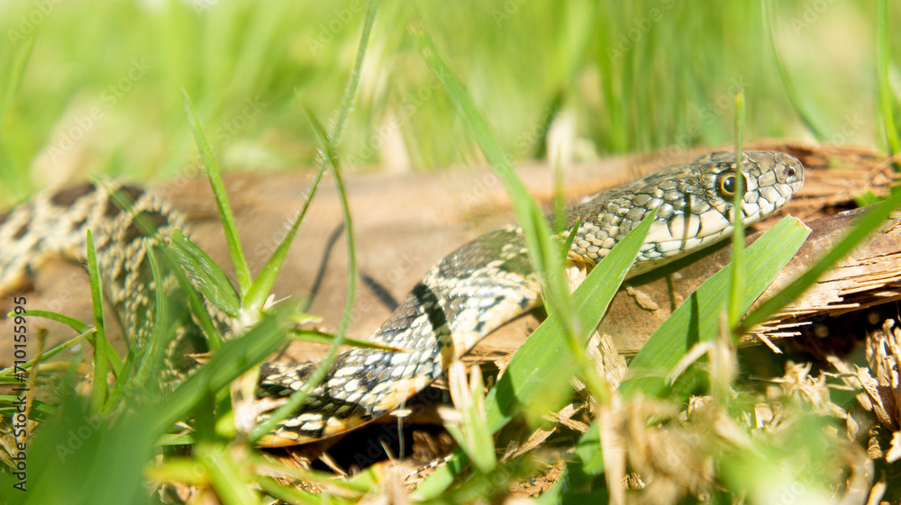 Culebra de herradura Hemorrhois hippocrepis serpiente Colubridae Horseshoe Whip Snake Culebra de herradura Hemorrhois hippocrepis serpiente Colubridae Horseshoe Whip Snake