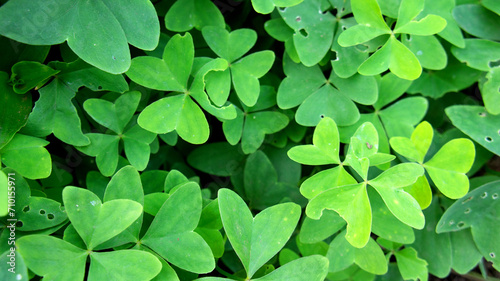 planta del trébol, planta de la suerte y la prosperidad - clover - Trifolium repens -  Wish plant - Lucky Plant photo