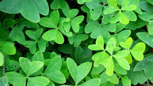 planta del trébol, planta de la suerte y la prosperidad - clover - Trifolium repens -  Wish plant - Lucky Plant