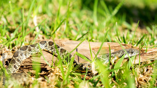 Culebra de herradura Hemorrhois hippocrepis serpiente Colubridae Horseshoe Whip Snake