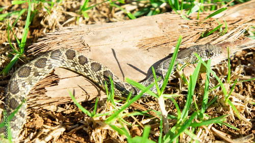 Culebra de herradura Hemorrhois hippocrepis serpiente Colubridae Horseshoe Whip Snake