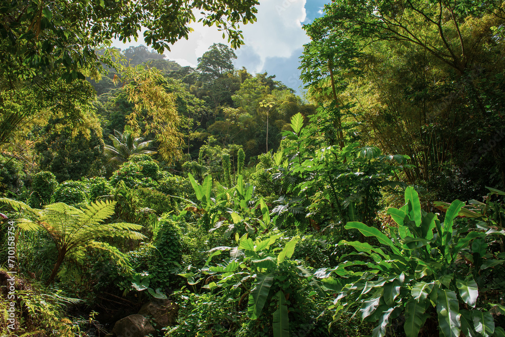 Fototapeta premium fern in the forest