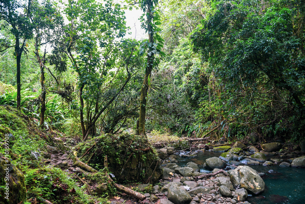 tree in the forest, rainforest tree in the forest, rainforest