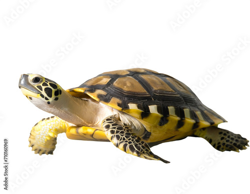 schildkröte isoliert auf weißem Hintergrund, Freisteller 
