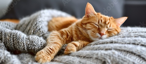 Ginger cat naps on cozy sweater.