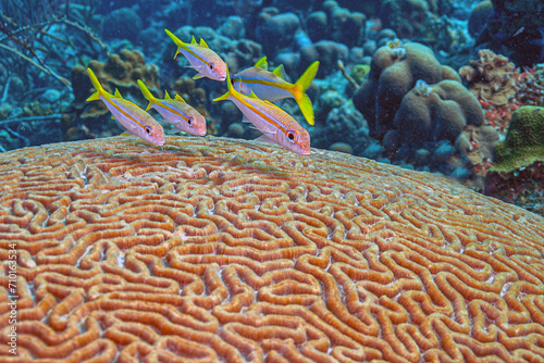 Grunt fish on top of coral off coast of Bonaire photo