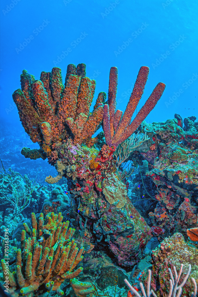 Fototapeta premium Aplysina archeri, stove-pipe sponge,