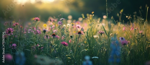 A wildflower is a flower that grows without human intervention.
