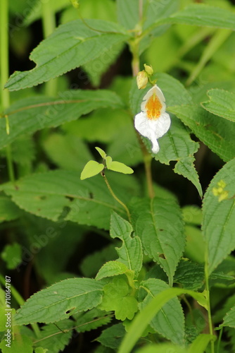 Lonely Nepal Impatiens in Alpine Solitude